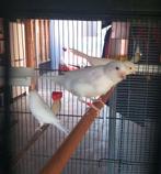 Witte kanaries, Dieren en Toebehoren