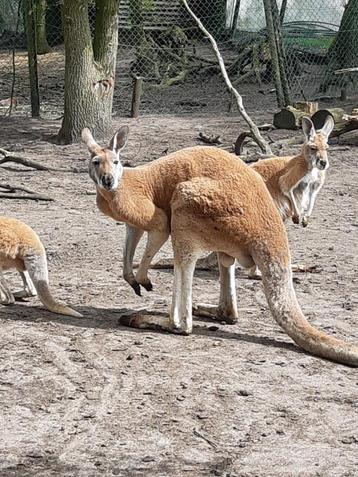 kangoeroe wallaby' wallaroe