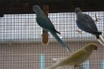 Halsbandparkieten 2021-2023 WKWS / Opaline, Dieren en Toebehoren, Meerdere dieren, Parkiet, Geringd
