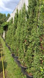 Cupressus sempervirens 'totem". Hagen en sierheesters.