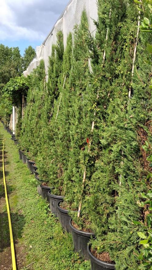 Cupressus sempervirens 'totem". Hagen en sierheesters., Tuin en Terras, Planten | Struiken en Hagen, Conifeer, 100 tot 250 cm