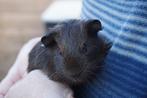 Gladhaar beertjes, Dieren en Toebehoren, Knaagdieren, Cavia, Mannelijk, Tam, Oktober