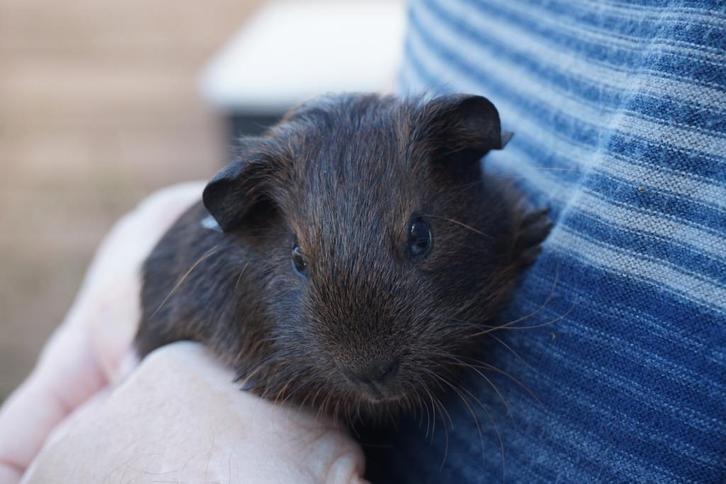 Gladhaar beertjes, Dieren en Toebehoren, Knaagdieren, Mannelijk, Cavia, Oktober, Tam