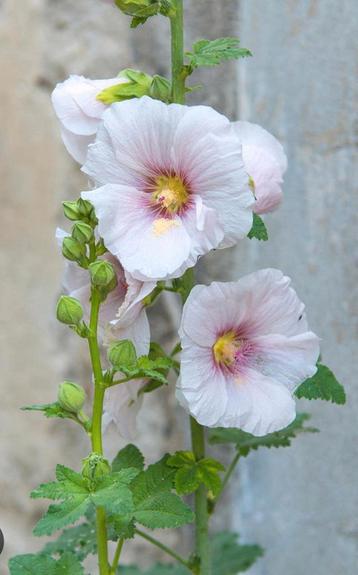 Graines de rose pâle de rose trémière biologiques disponible aux enchères