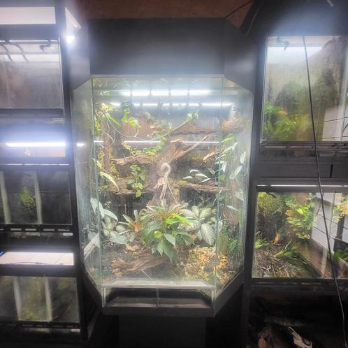 Rana paludarium, Dieren en Toebehoren, Reptielen en Amfibieën | Toebehoren, Zo goed als nieuw, Ophalen