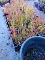 imperata red baron, Tuin en Terras, Ophalen