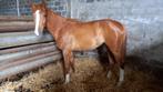 2 jaarse springmerrie DE MISPELAERE, Dieren en Toebehoren, Merrie, Springpaard, Gechipt, 0 tot 2 jaar