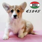Welsh Corgi - chiots à vendre, Animaux & Accessoires, 15 semaines à 1 an, Hépatite contagieuse (maladie de Rubarth), Autres races