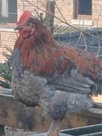 Coq a donner, Animaux & Accessoires
