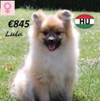 Spitz "Lulu, Sunny et Bambi" recherchent un nid douillet, Animaux & Accessoires, Chiens | Huskys, Loulous & Types primitifs, 15 semaines à 1 an