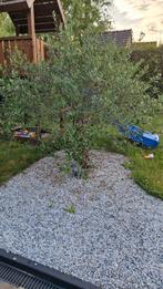 Grote olijfboom!, Tuin en Terras, Planten | Bomen, Ophalen, Olijfboom