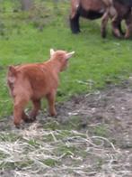 Geiten bokje, Dieren en Toebehoren