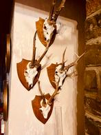 Trophees de chasse, Maison & Meubles, Enlèvement, Utilisé, Bois, Originaux