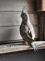 Valkparkieten, witwang., Dieren en Toebehoren, Vogels | Parkieten en Papegaaien, Vrouwelijk, Parkiet, Geringd