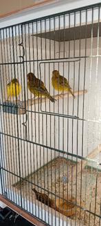 Kanarie fancy fife, Animaux & Accessoires, Oiseaux | Canaris, Plusieurs animaux, Canari de posture