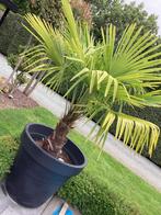 Grote palmboom, Tuin en Terras, Bloembollen en Zaden, Ophalen