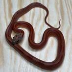Korenslang 9 maand, Bloodred Stripe, Dieren en Toebehoren, Slang, Tam, 0 tot 2 jaar