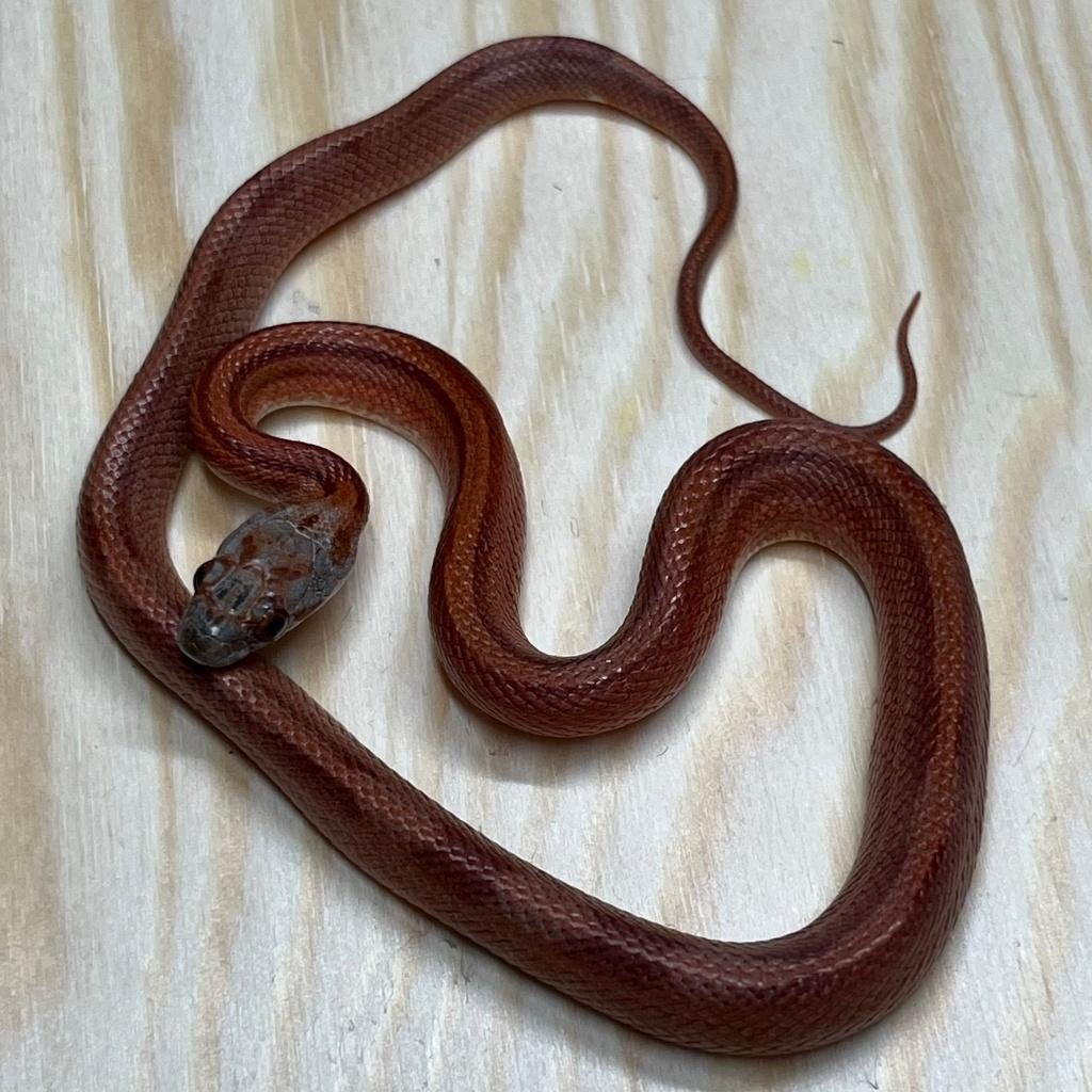 Korenslang 9 maand, Bloodred Stripe, Animaux & Accessoires, Reptiles & Amphibiens, Serpent, 0 à 2 ans, Domestique