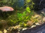 Aquarium planten, Dieren en Toebehoren, Vissen | Aquaria en Toebehoren, Ophalen of Verzenden
