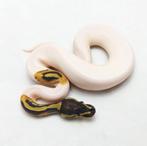 Pied koningspython man, Serpent, Domestique, 0 à 2 ans