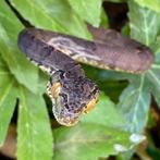 tuinboa (corallus hortulanus), Serpent, 0 à 2 ans