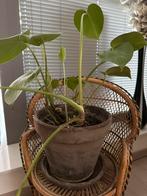 Pot de fleurs brun avec plante, Enlèvement