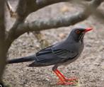 Roodpoot Lijster, Dieren en Toebehoren, Vogels | Overige Vogels, Meerdere dieren, Geringd