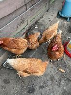 Legkippen, Dieren en Toebehoren, Kip