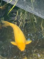 Koi Platinum ogon 85 cm, Dieren en Toebehoren