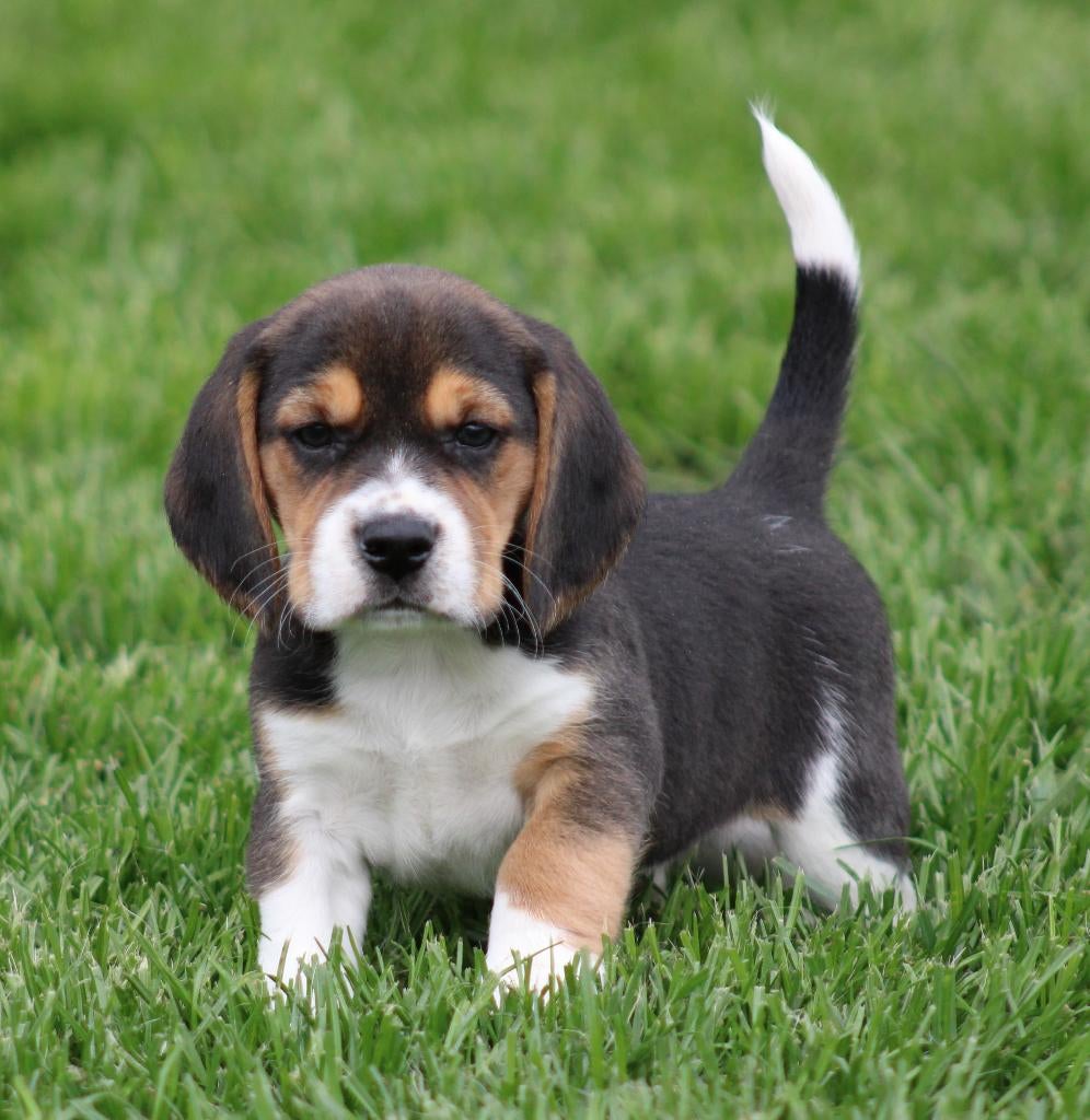 Chiots Beagle, Animaux & Accessoires, Chiens | Beagles, Bassets & Chiens courants, Plusieurs animaux, Beagle, Éleveur | Professionnel