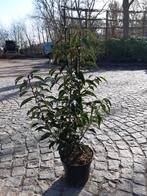 Prunus Lusitanica Angustifolia, Tuin en Terras, Ophalen