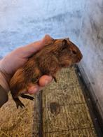 Cavia beertjes, Dieren en Toebehoren, Februari, Mannelijk, Cavia