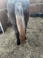 Trekpaard percheron, Enlèvement, Comme neuf