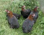 Kleurleggers Marans, Cream Legbar, Araucana en Eurocana, Dieren en Toebehoren, Pluimvee, Kip