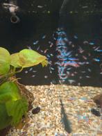 Kardinaal tetra, Dieren en Toebehoren