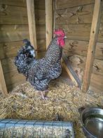 2 Prachtige Koekoek hanen (2025), Animaux & Accessoires, Volatiles, Mâle, Poule ou poulet