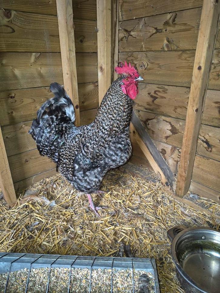 2 Prachtige Koekoek hanen (2025), Animaux & Accessoires, Volatiles, Poule ou poulet, Mâle