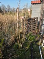 Magnolia heaven Scent, Tuin en Terras, Planten | Bomen, Lente, 100 tot 250 cm, Ophalen, Volle zon