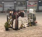 Fijn jong dames springpaard , 5 j merrie !, Merrie, Springpaard, Minder dan 160 cm, Met stamboom