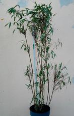 Fargesia « Superjumbo » ne prolifère définitivement PAS !, Jardin & Terrasse, Plantes | Jardin, Ne fleurit pas, Enlèvement, Graminées ornementales