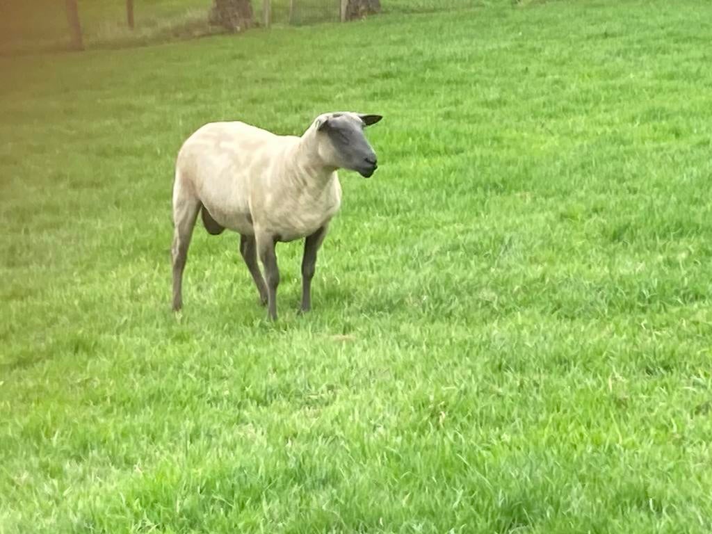 Schaap ram te koop 2 jaar oud ras bleu du Maine, Dieren en Toebehoren, Schaap