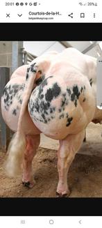 Gezocht vrouwelijke rietjes courtois, Dieren en Toebehoren, Runderen