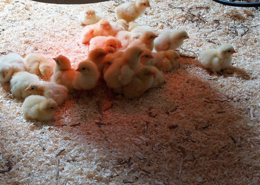 30 Poule de Bresse kuikens, Sexe inconnu, Poule ou poulet