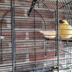 kanaries, Dieren en Toebehoren