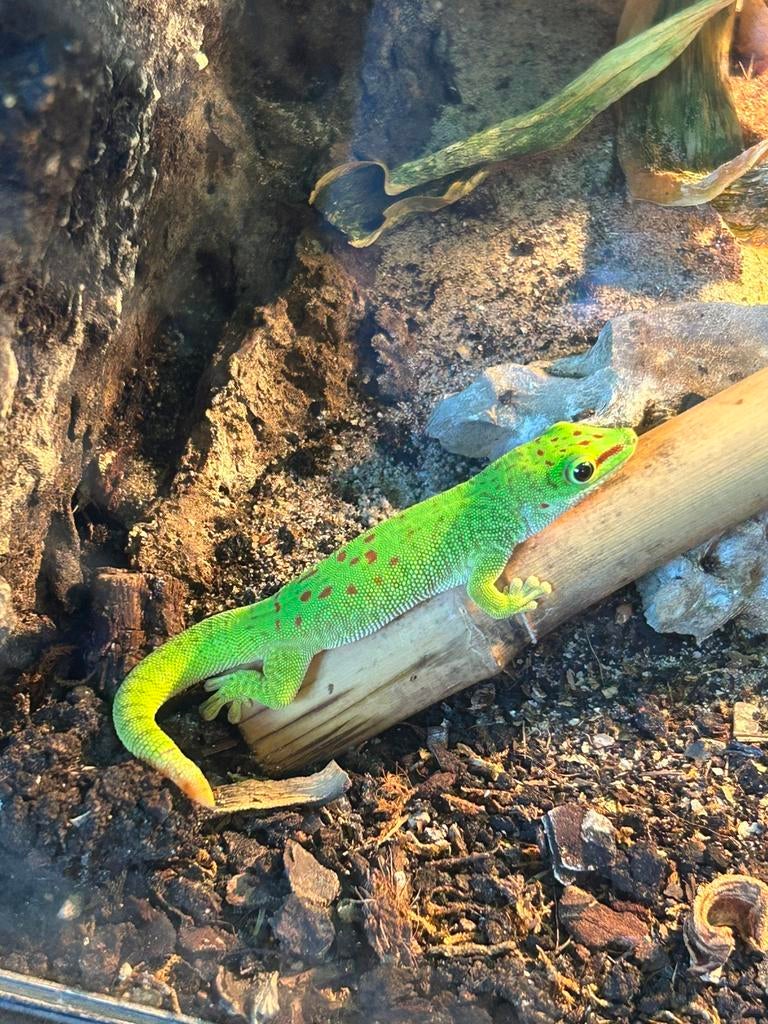 2 Phelsuma Madagascariensis grandis jongen, Animaux & Accessoires, Reptiles & Amphibiens, Lézard, 0 à 2 ans