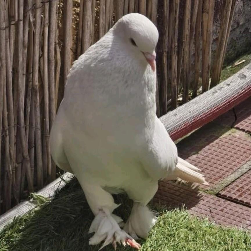 Turkse takla duif, Dieren en Toebehoren, Mannelijk