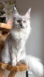 Maine Coon kitten, Dieren en Toebehoren, Poes, Met stamboom, 0 tot 2 jaar