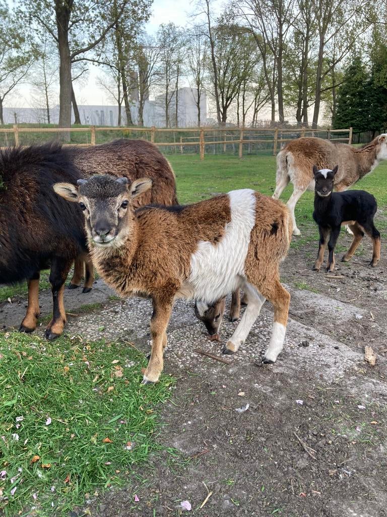 Jonge kameroen, Dieren en Toebehoren, Schapen, Geiten en Varkens