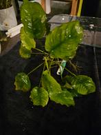 Anubias L (ruilen of bieden), Dieren en Toebehoren, Ophalen, Plant(en), Steen of Hout