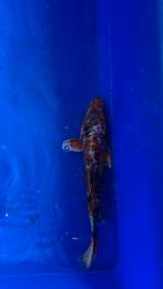Koi 35cm, Dieren en Toebehoren, Vissen | Vijvervissen, Karper of Koi